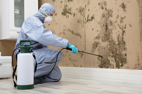 Mold Remediation