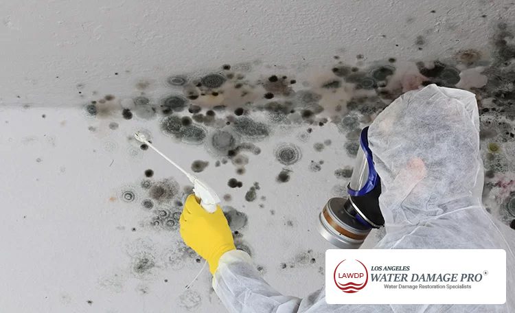 Effects of Mold Growth Effects of Mold Growth