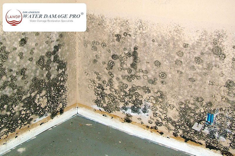 Structural Repairs and Restoration after Water Damage