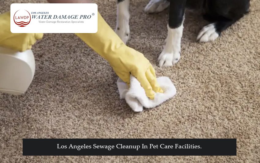 Los Angeles Sewage Cleanup In Pet Care Facilities