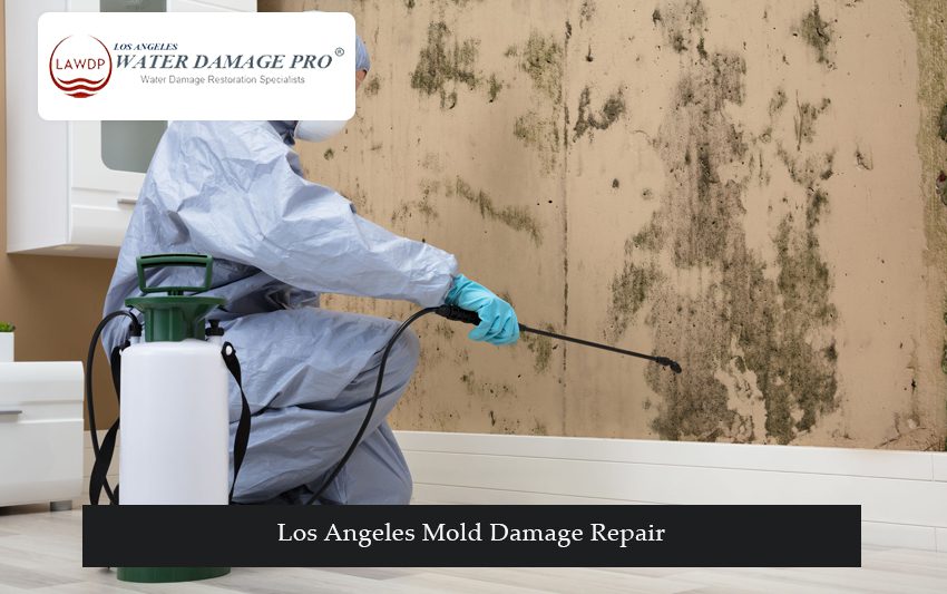 Los Angeles Mold Damage Repair