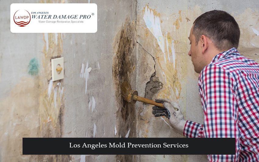 Los Angeles Mold Prevention Services