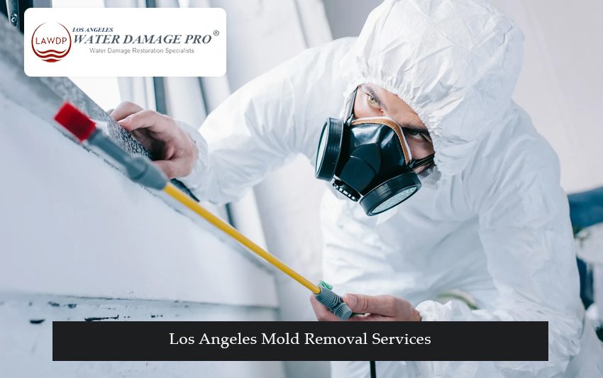 Los Angeles Mold Removal Services