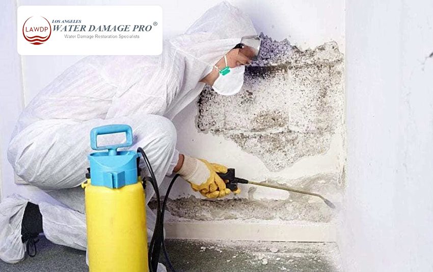 Mold Prevention Services Insurance Claims