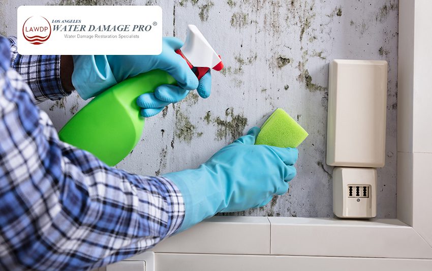 Our Emergency Mold Removal Services