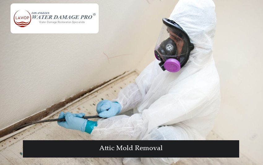 Attic Mold Removal