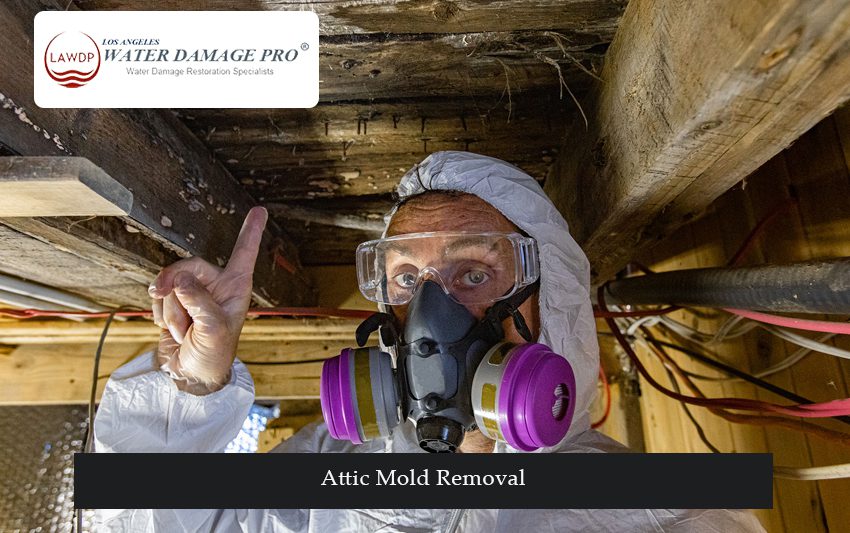 Attic Mold Removal