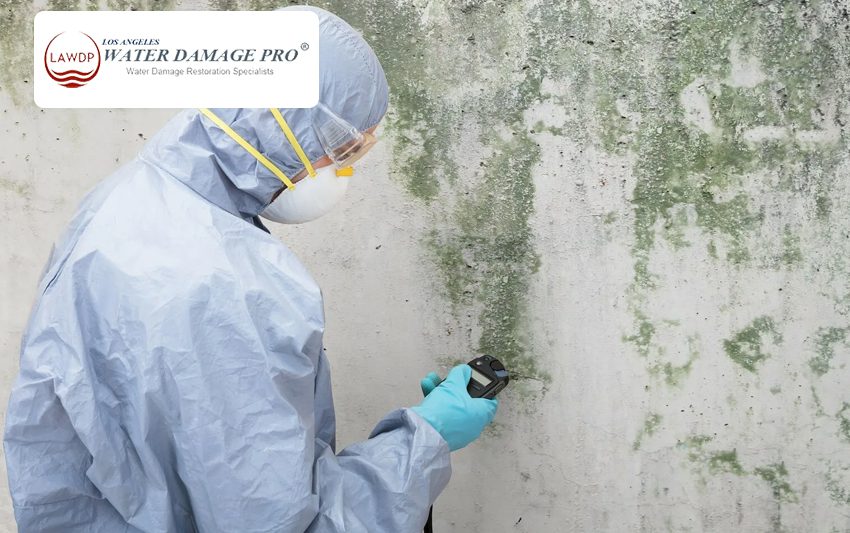 Mold Inspection & Remediation