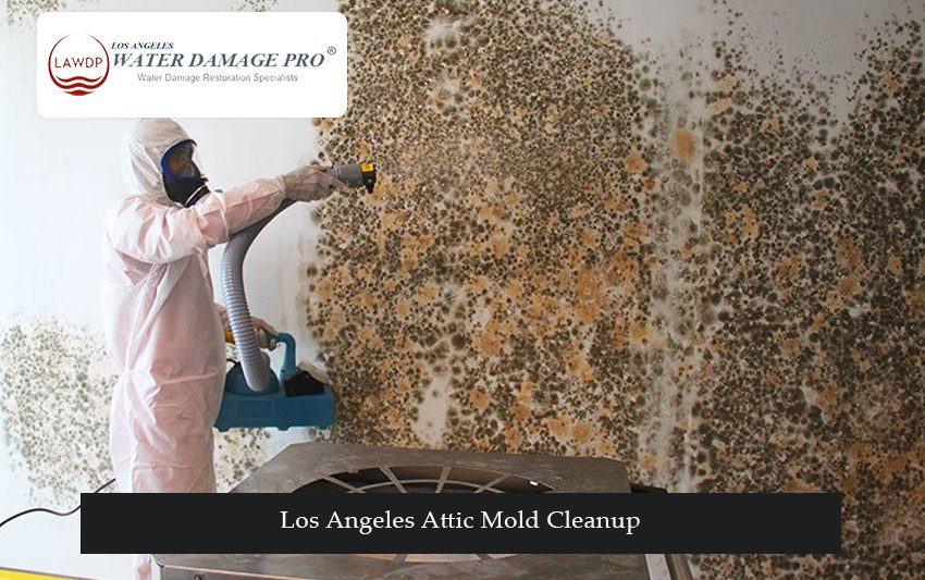 Los Angeles Attic Mold Cleanup