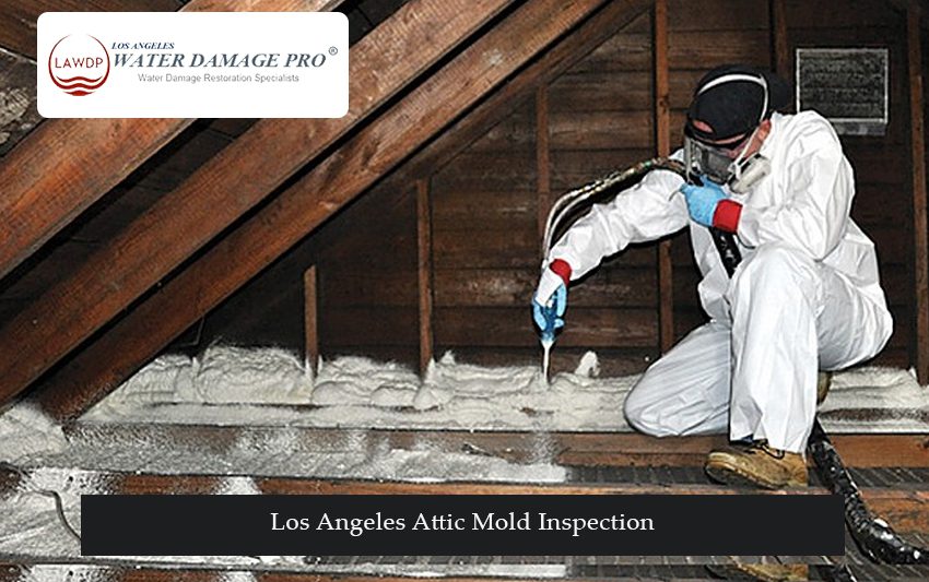 Los Angeles Attic Mold Inspection