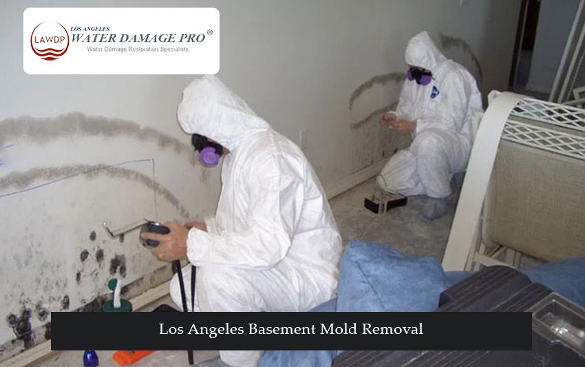 Los Angeles Basement Mold Removal