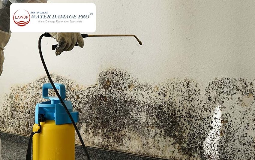 Mold Remediation services