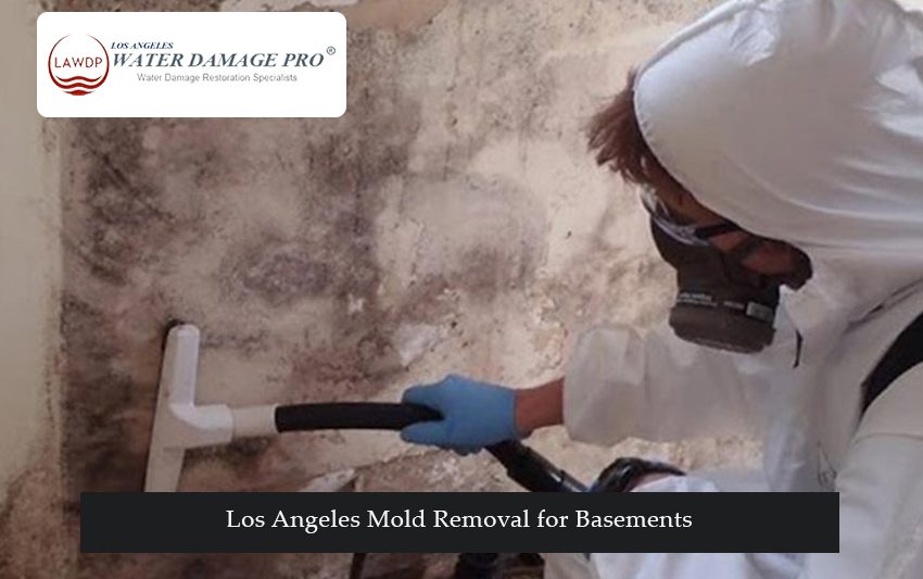 Los Angeles Mold Removal for Basements