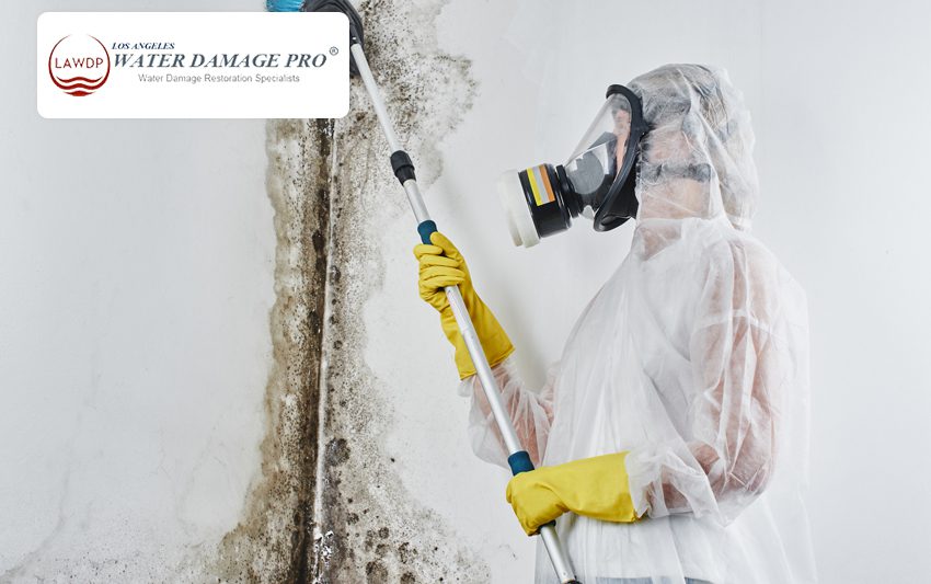 Professional Mold Removal